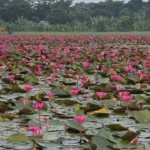 পর্যটন মানচিত্রে নতুন সম্ভাবনা: বরিশালের সাতলার লাল শাপলার বিল