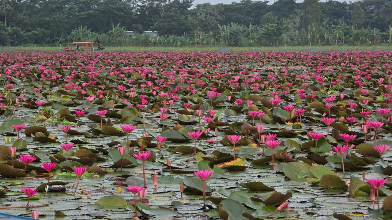পর্যটন মানচিত্রে নতুন সম্ভাবনা: বরিশালের সাতলার লাল শাপলার বিল