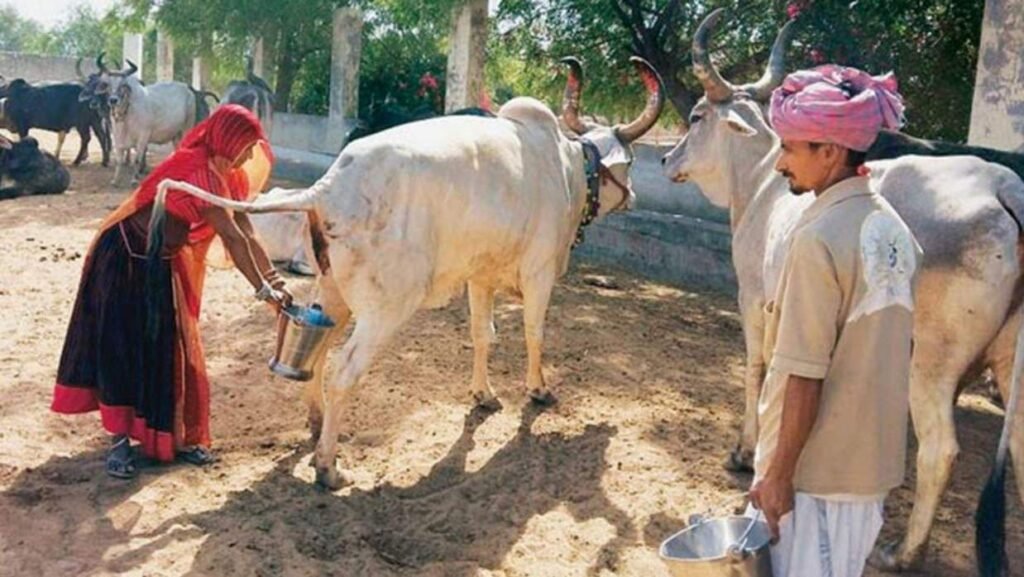 ভারতে সরকারি উদ্যোগে গোমূত্র সংগ্রহ শুরু: লিটারপ্রতি ২০ রুপি দামের পরিকল্পনা