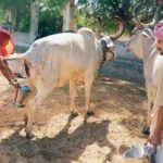 ভারতে সরকারি উদ্যোগে গোমূত্র সংগ্রহ শুরু: লিটারপ্রতি ২০ রুপি দামের পরিকল্পনা
