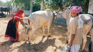 ভারতে সরকারি উদ্যোগে গোমূত্র সংগ্রহ শুরু: লিটারপ্রতি ২০ রুপি দামের পরিকল্পনা