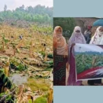 নওগাঁর পত্নীতলায় ২২ বিঘা জমির ১৩ হাজার কলাগাছ কেটে ফেলার ঘটনায় আটক ১