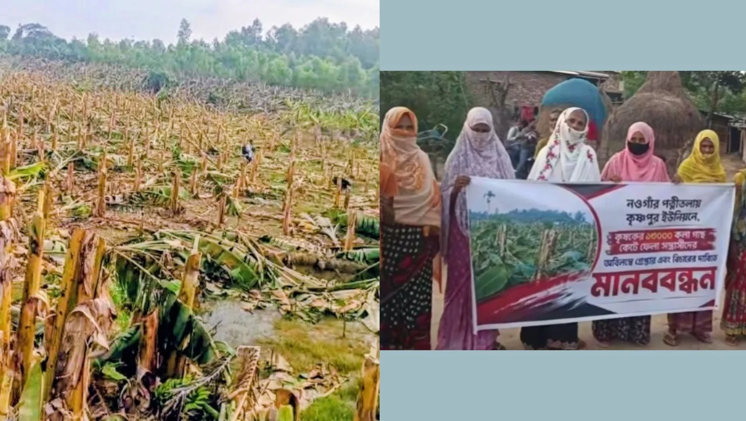নওগাঁর পত্নীতলায় ২২ বিঘা জমির ১৩ হাজার কলাগাছ কেটে ফেলার ঘটনায় আটক ১