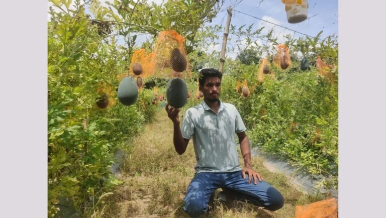 দিনাজপুরের বোচাগঞ্জে মাদ্রাসা শিক্ষার্থীর তরমুজ চাষে বাজিমাত