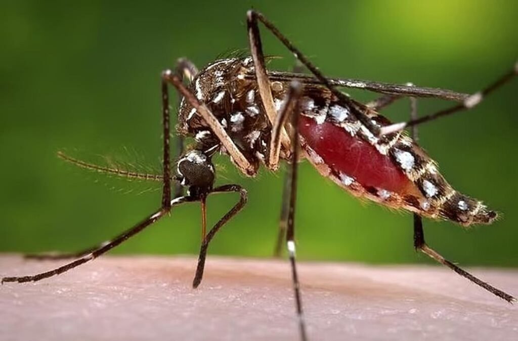 দেশে ডেঙ্গুতে আরও ৭ মৃত্যু, হাসপাতালে ভর্তি ১৫৯৩ জন