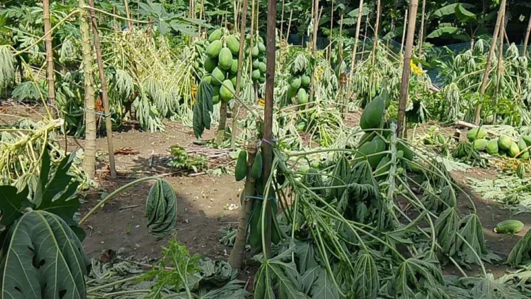 রংপুরের পীরগাছায় রাতের আঁধারে ৪১০টি পেঁপে গাছ কেটে সাবাড়, নিঃস্ব কৃষক