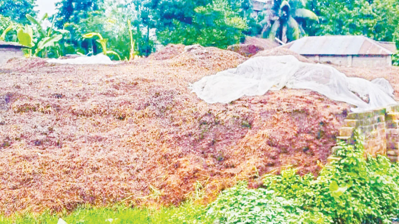 ঈশ্বরদীতে তামাকবর্জ্যের অসহনীয় দুর্গন্ধে অতিষ্ঠ জনজীবন
