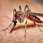 ডেঙ্গুতে আরও ৬ জনের মৃত্যু