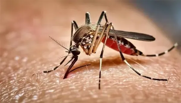 ডেঙ্গুতে আরও ৬ জনের মৃত্যু