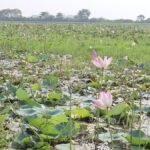সবুজের সমারোহে মৌলভীবাজারের আটাইকিরি পদ্মবিল