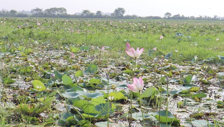 সবুজের সমারোহে মৌলভীবাজারের আটাইকিরি পদ্মবিল