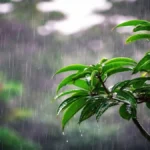 বঙ্গোপসাগরে লঘুচাপ: কোন অঞ্চলে বৃষ্টির সম্ভাবনা?