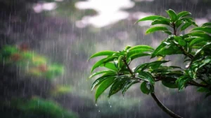 বঙ্গোপসাগরে লঘুচাপ: কোন অঞ্চলে বৃষ্টির সম্ভাবনা?