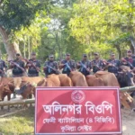 সীমান্তে বিজিবির অভিযানে অর্ধকোটি টাকার চোরাই গরু ও মদ