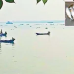 নিষিদ্ধ সময়েও নদীতে চলছে মা ইলিশ ধরার মহোৎসব