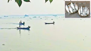 নিষিদ্ধ সময়েও নদীতে চলছে মা ইলিশ ধরার মহোৎসব