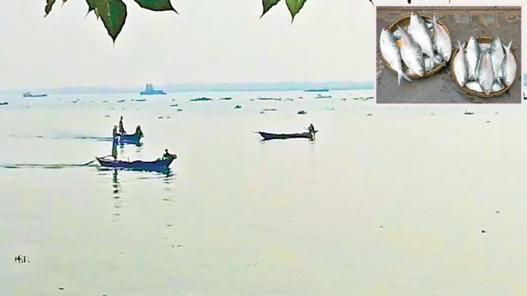 নিষিদ্ধ সময়েও নদীতে চলছে মা ইলিশ ধরার মহোৎসব