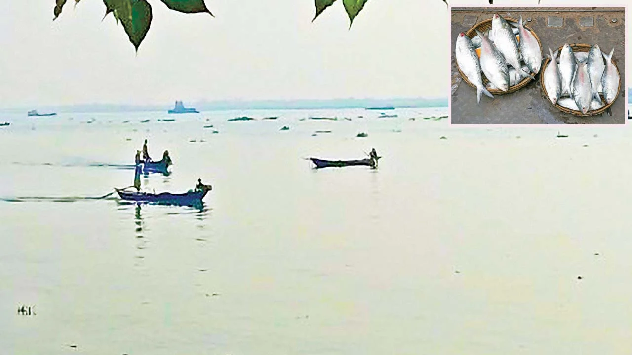 নিষিদ্ধ সময়েও নদীতে চলছে মা ইলিশ ধরার মহোৎসব