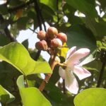 মৌলভীবাজারে বিরল সিঁদুরগাছে শোভা পাচ্ছে ফুল ও ফল
