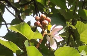 মৌলভীবাজারে বিরল সিঁদুরগাছে শোভা পাচ্ছে ফুল ও ফল