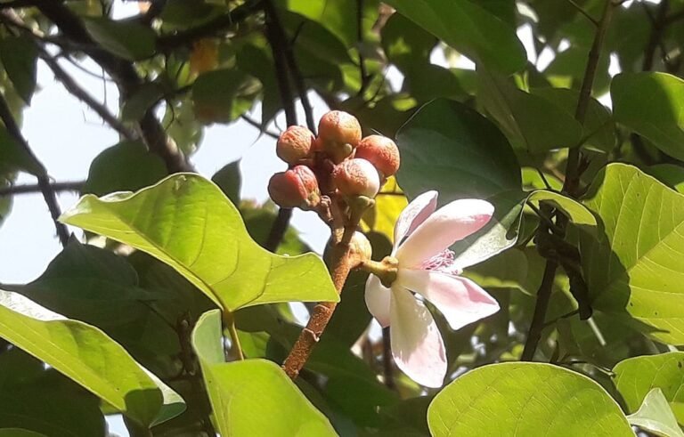 মৌলভীবাজারে বিরল সিঁদুরগাছে শোভা পাচ্ছে ফুল ও ফল